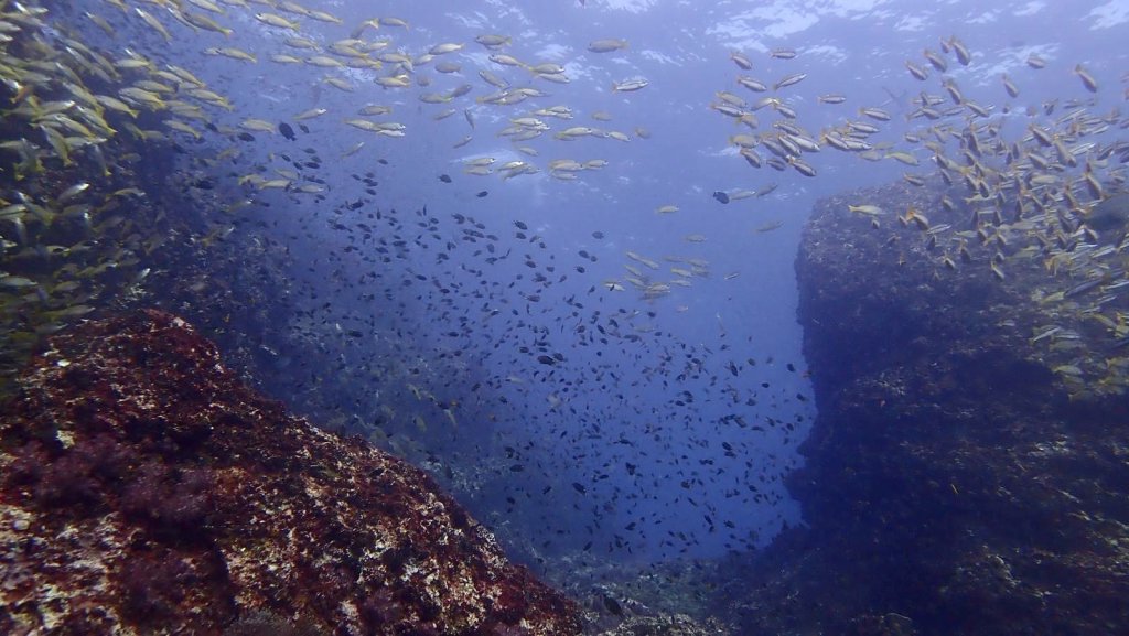 Similan Islands Dive Cruise | Image #10/11 | 