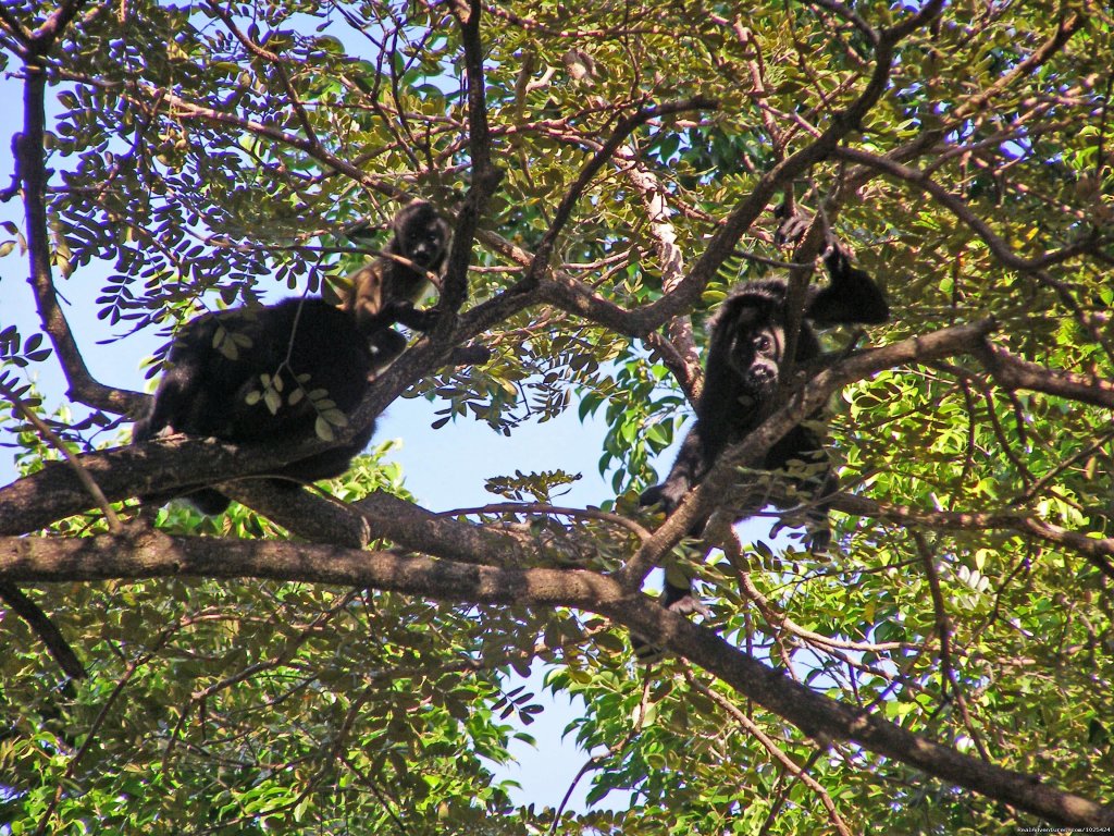 Monkeys In Costa Rica | Bill Beard's Costa Rica 2022-23 Vacation Packages | Image #2/19 | 