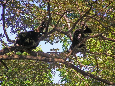 Monkeys In Costa Rica