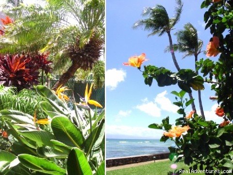 Maui Condo Rental - OCEANFRONT - &Lokelani 2Br& | Image #17/26 | 