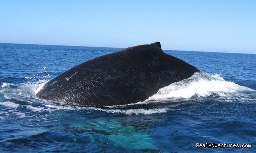 Humpback whale Playa Hermosa Costa Rica | Bill Beard's Costa Rica Scuba Diving & Adventure | Image #9/17 | 