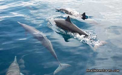 Dolphins cavort with fishing boat