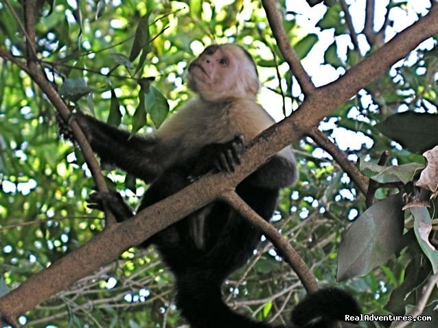 White Face Capuchin | Bill Beard's Costa Rica Scuba Diving & Adventure | Image #15/17 | 