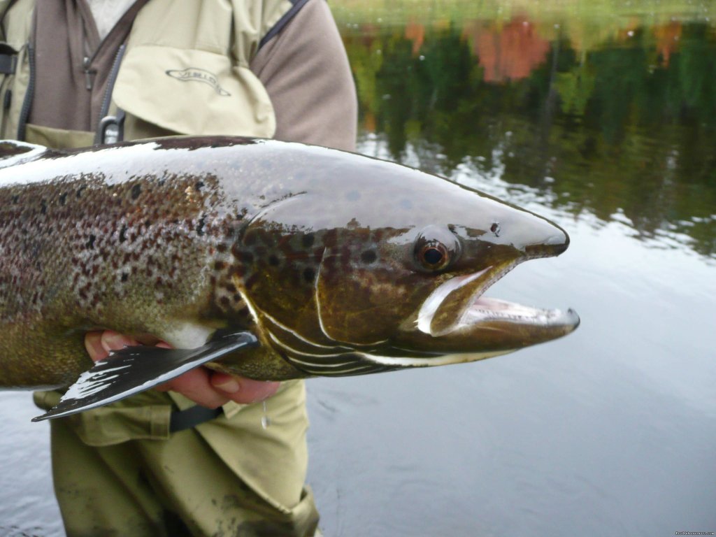 Big Fall Salmon | Fishing Atlantic Salmon | Image #8/23 | 