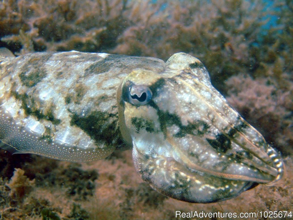 Cuttlefish | Divewise | Image #3/12 | 