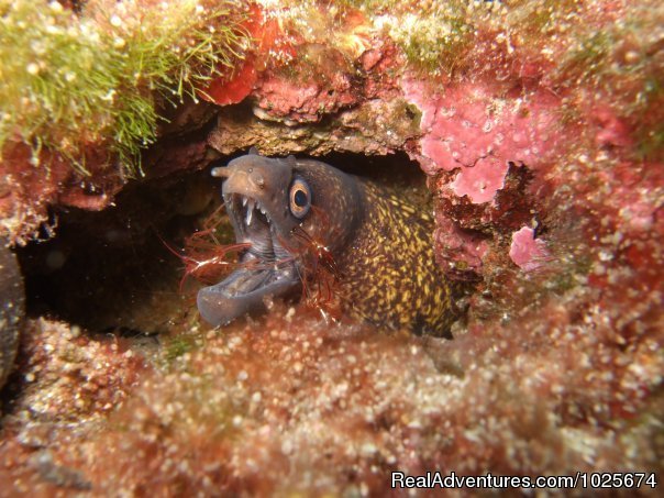 Moray Eel & Cleaner Shrimp | Divewise | Image #4/12 | 