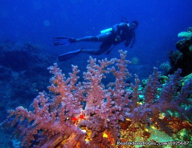 Soft coral | Scuba Dive at Tiliva Resort in Kadavu Fiji | Image #10/20 | 