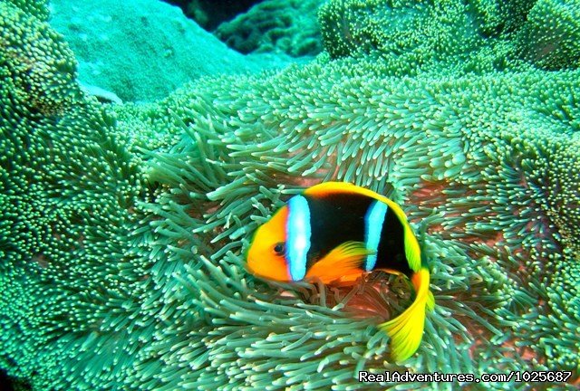Clown Fish | Scuba Dive at Tiliva Resort in Kadavu Fiji | Image #11/20 | 