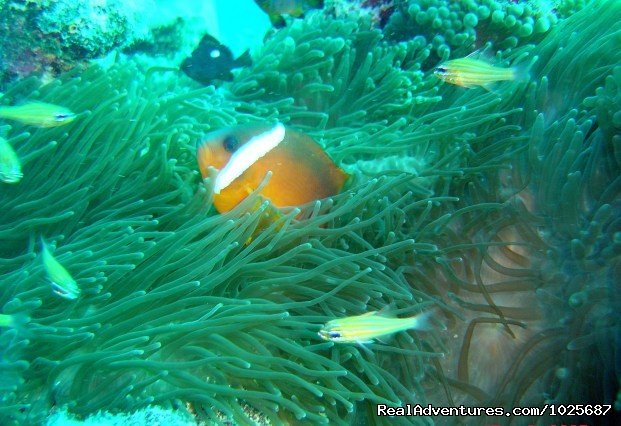 Scuba Dive at Tiliva Resort in Kadavu Fiji | Image #12/20 | 