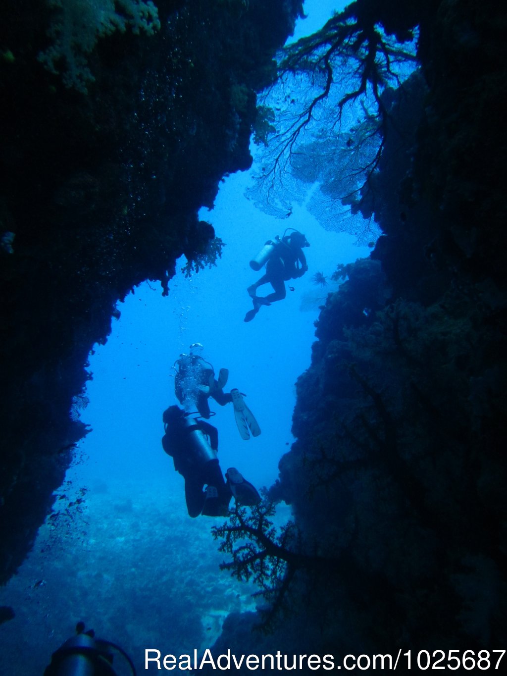 Diving | Scuba Dive at Tiliva Resort in Kadavu Fiji | Image #8/20 | 
