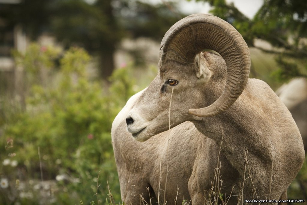 Rocky Mountain Bighorn Sheep along the Kicking Horse River | Whitewater Rafting | Image #11/14 | 