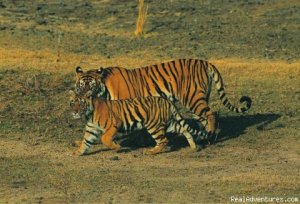 Wildlife Tours And Safaris India