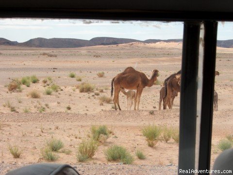 Camel Trip in Merzouga Sahara Desert Morocco | Image #10/18 | 