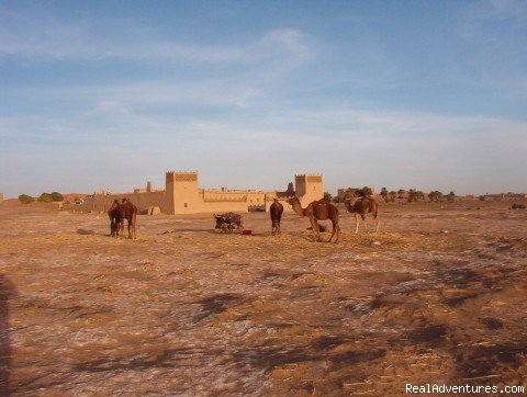 Camel Trip in Merzouga Sahara Desert Morocco | Image #11/18 | 