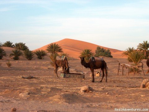 Camel Trip in Merzouga Sahara Desert Morocco | Image #13/18 | 