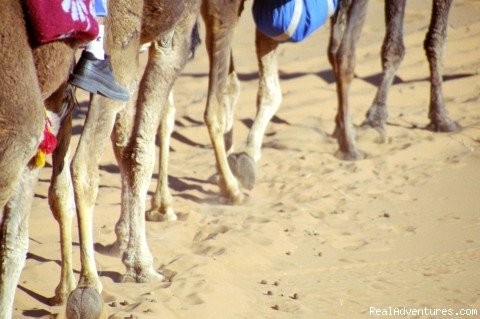 Camel Legs. | Camel Trip in Merzouga Sahara Desert Morocco | Image #14/18 | 