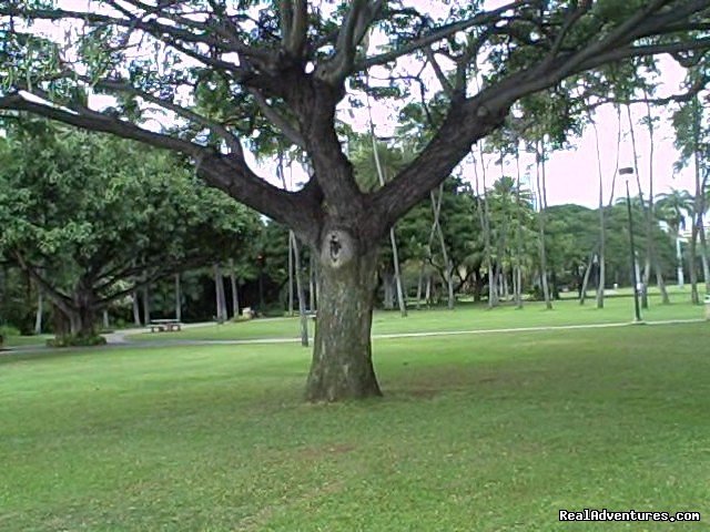 Climb a tree | Aloha Healing & Spiritual Retreats | Image #5/5 | 