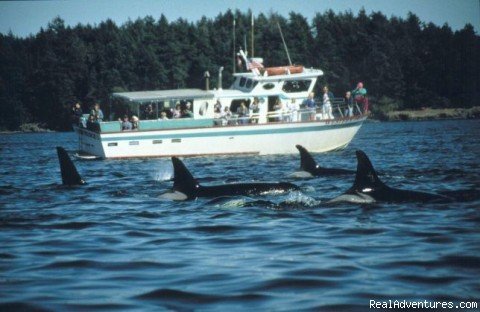 whale watching boat | Eco Tours w/ Western Prince Whale & Wildlife Tours | Friday Harbor, Washington  | Whale Watching | Image #1/6 | 