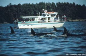 Eco Tours w/ Western Prince Whale & Wildlife Tours | Friday Harbor, Washington | Whale Watching