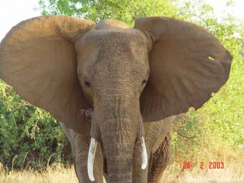 Elephant Watch-Africa's unique Elephant Experience