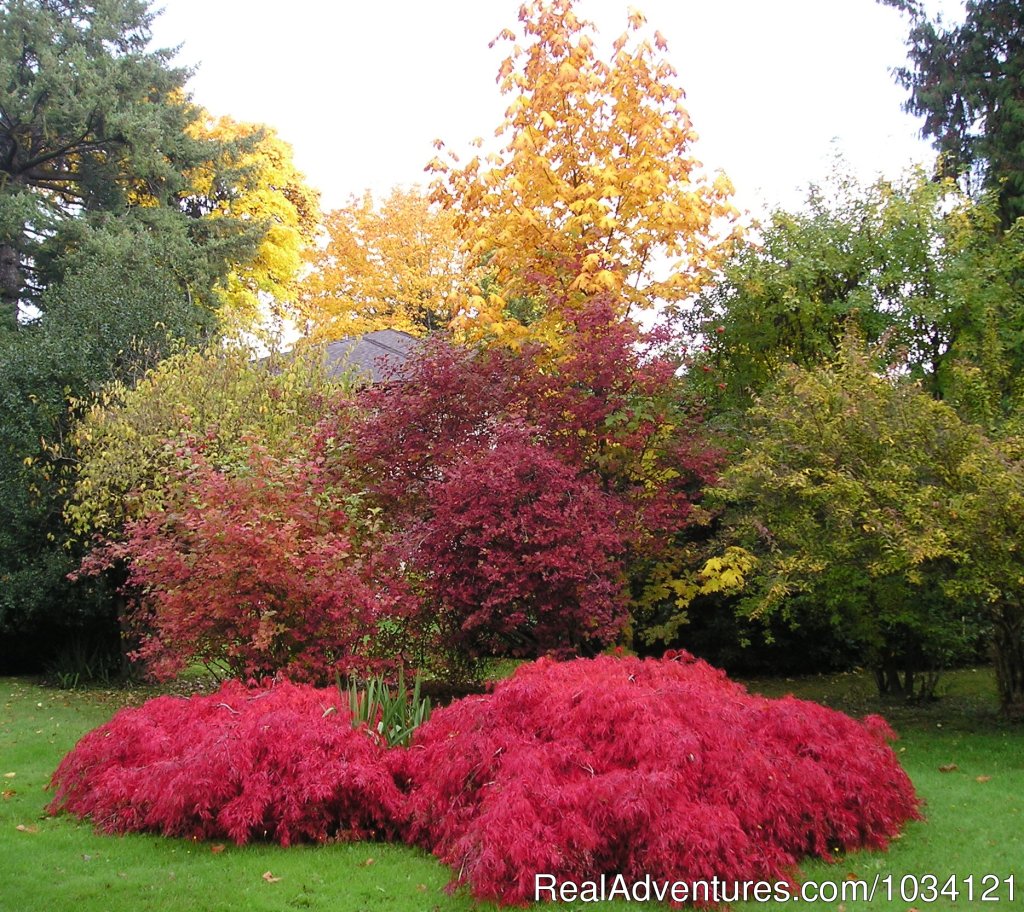 Colorful fall changes to the foliage in the gardens. | Cedar Wood Lodge Bed & Breakfast Inn | Image #22/26 | 