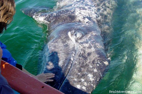 Whale Watching/Petting  | Tour Mexico's Baja Peninsula by Motorcycle | Image #9/24 | 