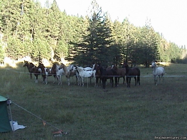 Horse camp -Higher Black Hills | Wilderness Horseback Pack Trips | Image #20/23 | 