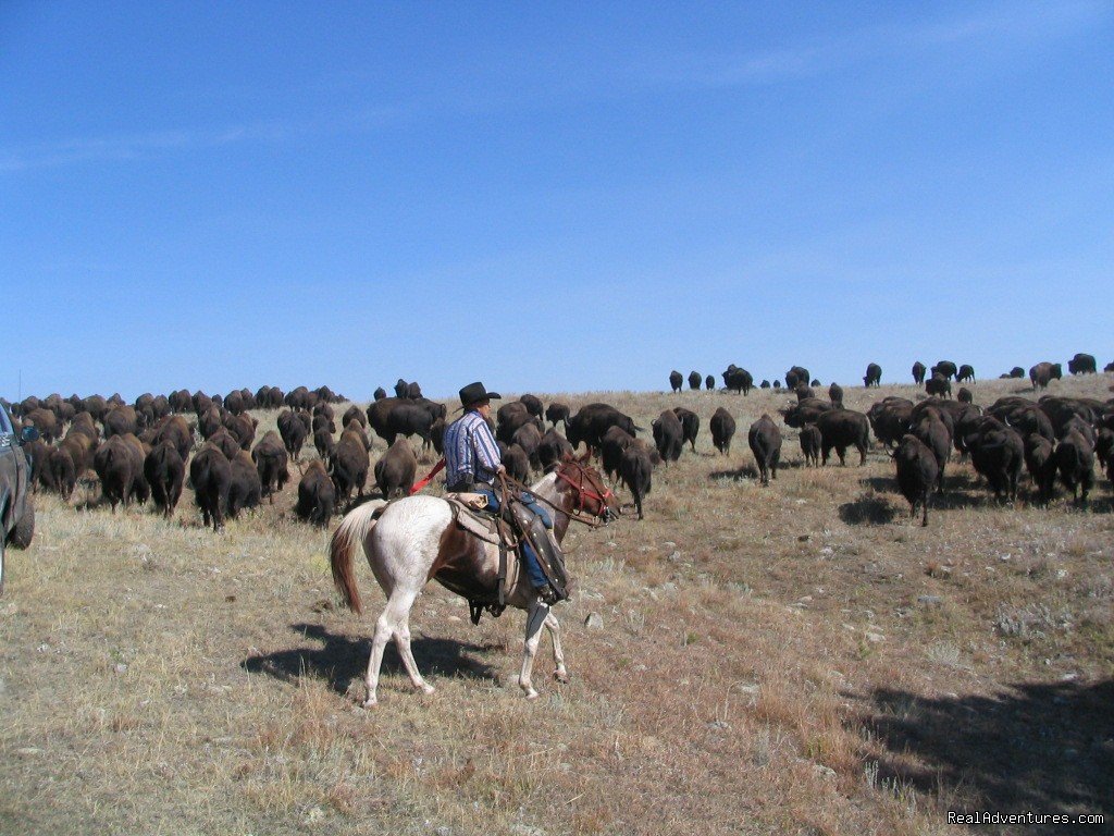 Riding drag on the Buffalo | Wilderness Horseback Pack Trips | Image #21/23 | 