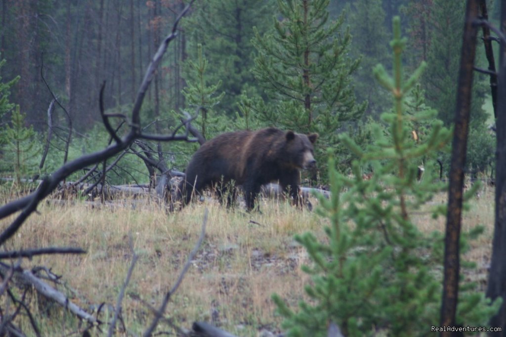 Grizzly  | Wilderness Horseback Pack Trips | Image #22/23 | 