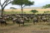 See animals in their real natural habitant | Central Highlands, Kenya
