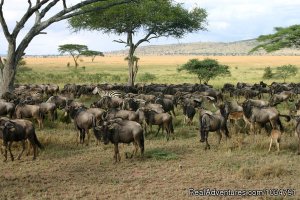 See animals in their real natural habitant | Central Highlands, Kenya | Wildlife & Safari Tours