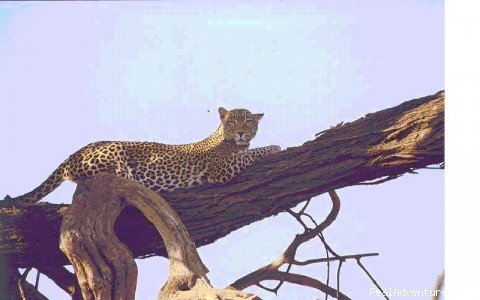 Leopard In Samburu | Kenya, Tanzania & Uganda Safaris, Tours & Holidays | Nairobi, Kenya | Wildlife & Safari Tours | Image #1/3 | 