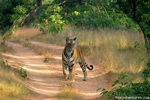 Indian Tiger | Canter Tours & Travels | Image #2/2 | 
