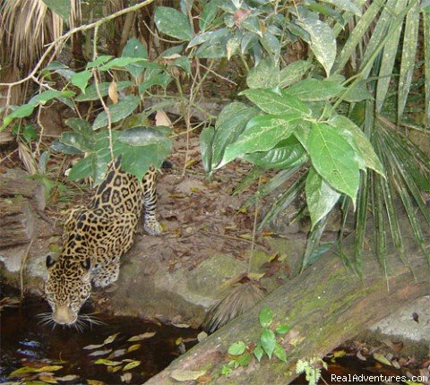 Jaguar as seen at the Belize Zoo | Belize Archaeology, Caves, Rainforest, Reef Tours | Image #3/10 | 