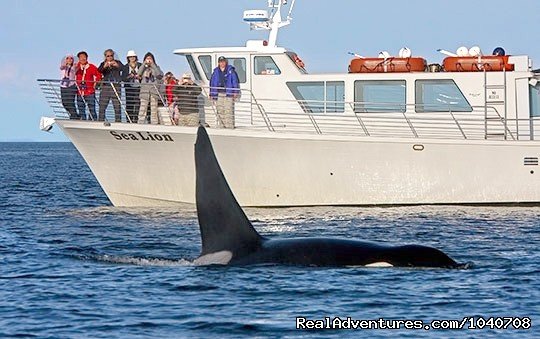 Vessel Sea Lion with a 'Transient' Orca Whale | Whale Watch& Wildlife Tours April - October | Friday Harbor, Washington  | Whale Watching | Image #1/24 | 