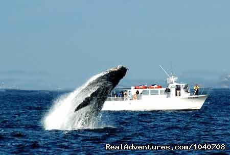 Breaching Humpback in September | Whale Watch& Wildlife Tours April - October | Image #4/24 | 