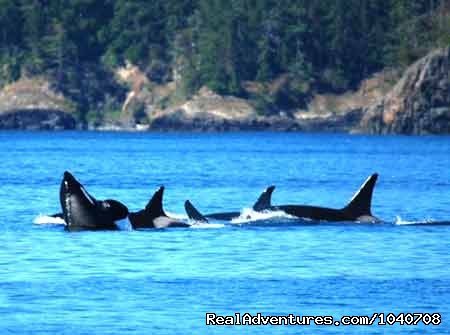 A 'Pod' of Orcas | Whale Watch& Wildlife Tours April - October | Image #6/24 | 