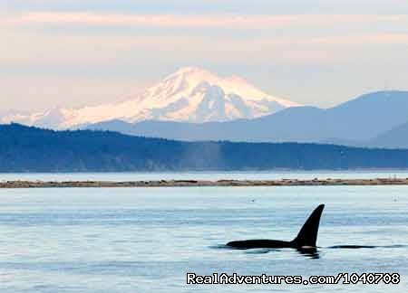 Mt Baker for Icing | Whale Watch& Wildlife Tours April - October | Image #7/24 | 