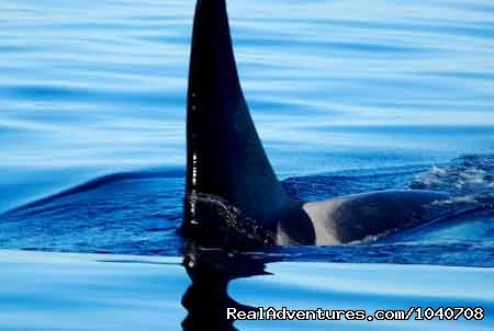 Male | Whale Watch& Wildlife Tours April - October | Image #10/24 | 
