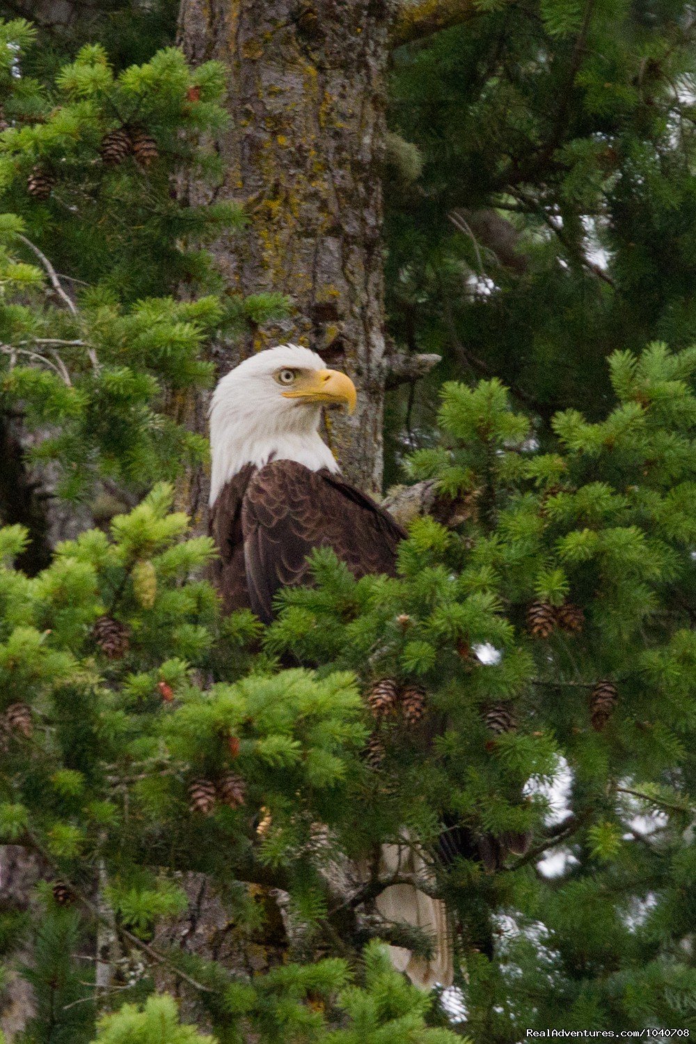 Bald Eagles | Whale Watch& Wildlife Tours April - October | Image #12/24 | 