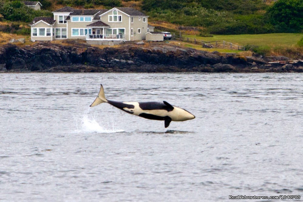 Vertical breach - go! | Whale Watch& Wildlife Tours April - October | Image #19/24 | 