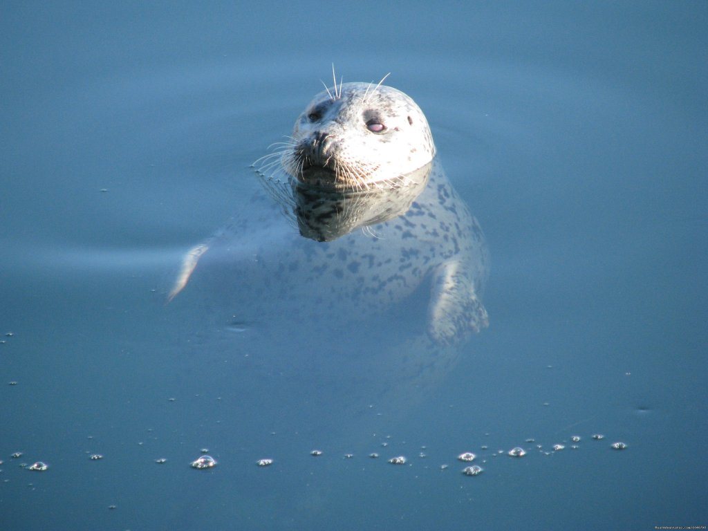 Harbor Seal in Friday Harbor | Whale Watch& Wildlife Tours April - October | Image #22/24 | 