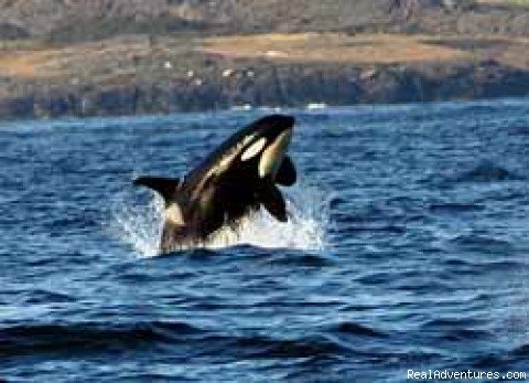 Breaching Orca | Whale Watch& Wildlife Tours April - October | Image #3/24 | 