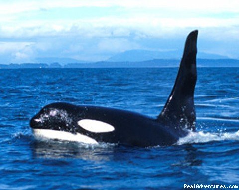 Male Orca Whale Named Ruffles