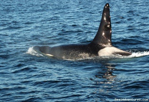 Orca Whale Comes Up For Fresh Air | Whale Watch& Wildlife Tours April - October | Image #9/24 | 