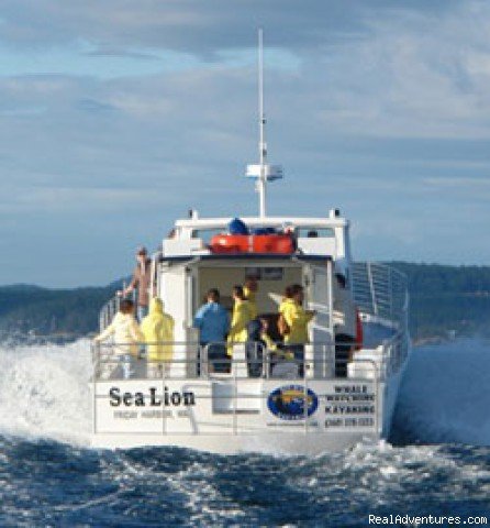 The MV Sea Lion-Movin' Out to Find The Orca | Whale Watch& Wildlife Tours April - October | Image #16/24 | 