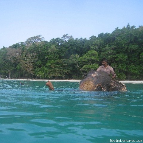 Rajan - Our Swimming Elephant | Luxury Eco-Lodge in the Andaman Islands | Image #3/3 | 