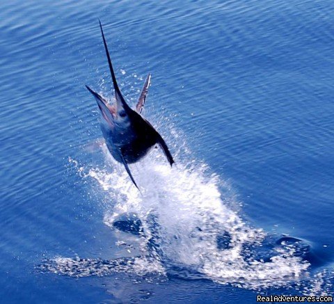 Jumping Sailfish Quepos Costa Rica | Costa Rica Sportfishing with Quepos Fishing | Image #3/5 | 
