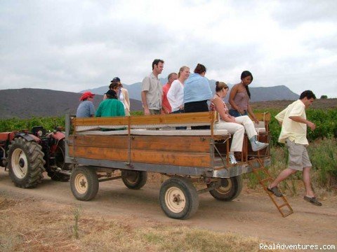 Making Wine (Colombard today) | Explore the African Terroirs of Wine & Cheese | Image #3/4 | 