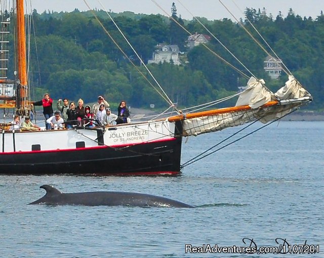 Whale Watching 